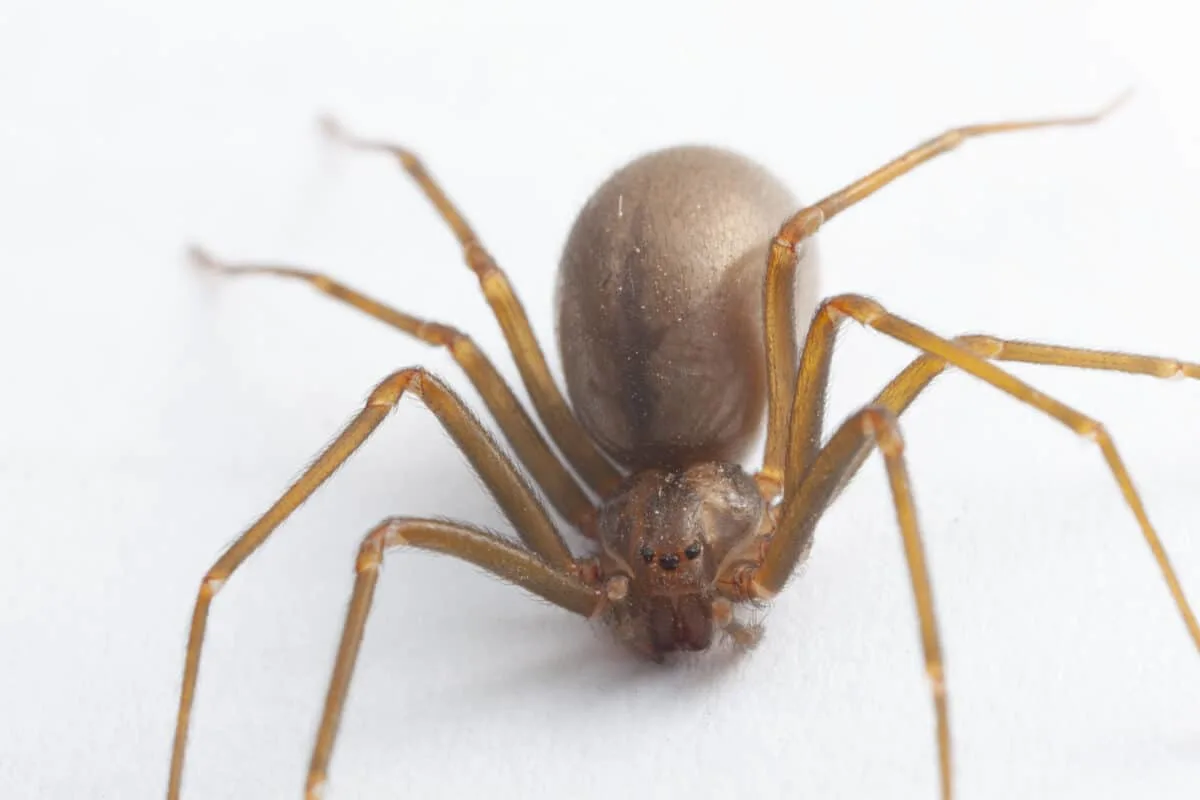 brown recluse spider