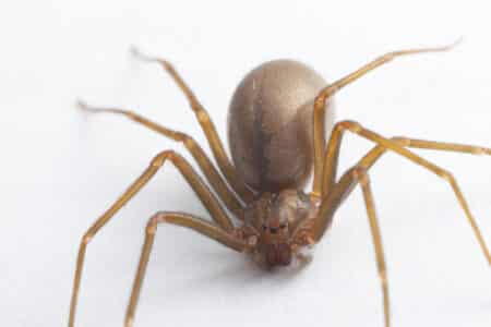 Unearth the Reality of Illinois’s Brown Recluse Spiders
