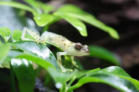 12 Creatures That Glow in Daylight