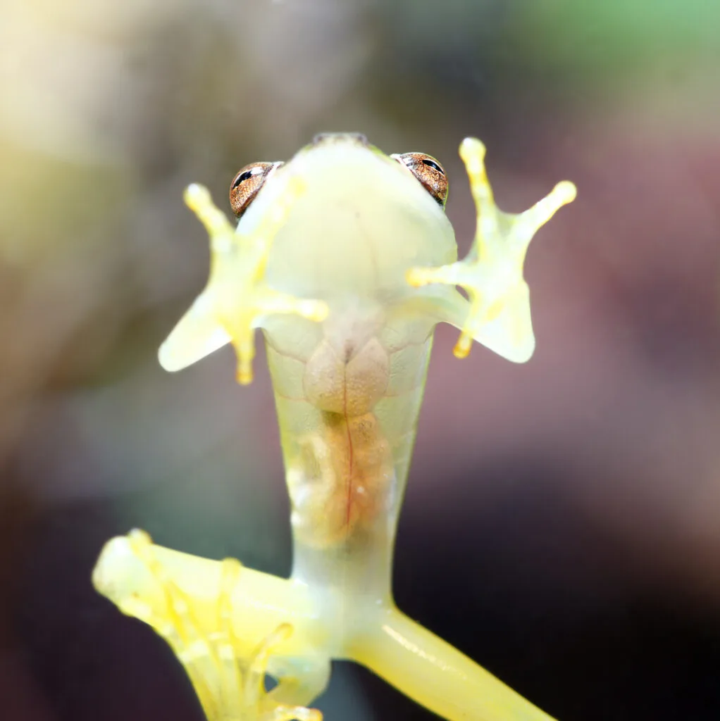 invisible frog can cause breakthroughs in medical research