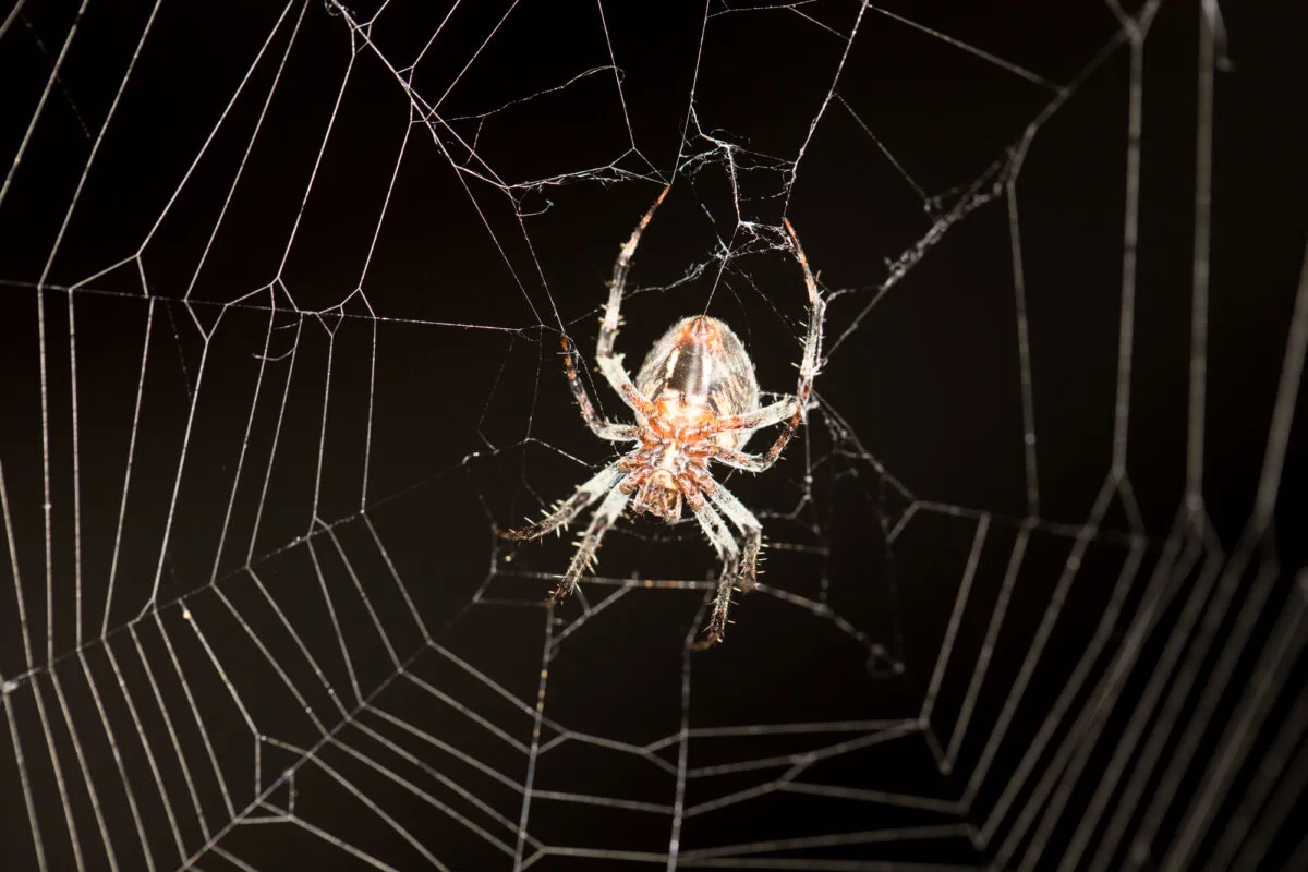 darwin's bark spider