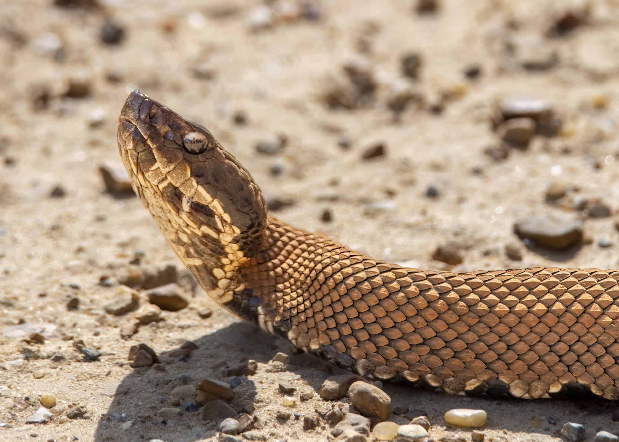 symptoms-and-treatment-of-a-cottonmouth-bite