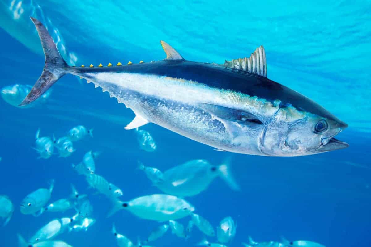 largest bluefin tuna ever caught