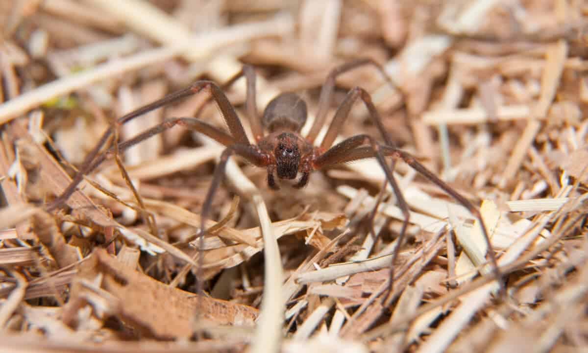 brown recluse spider bite