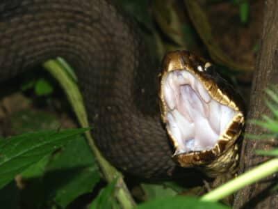 Symptoms and Treatment of a Cottonmouth Bite