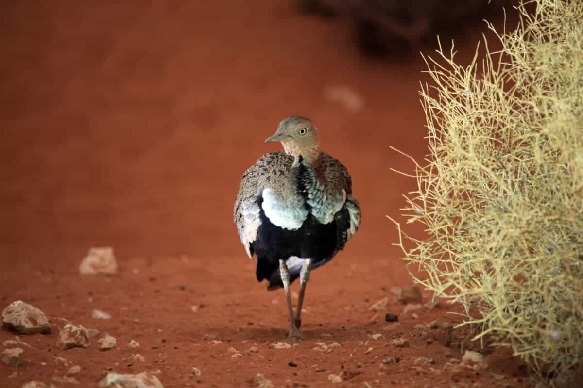 kori bustard