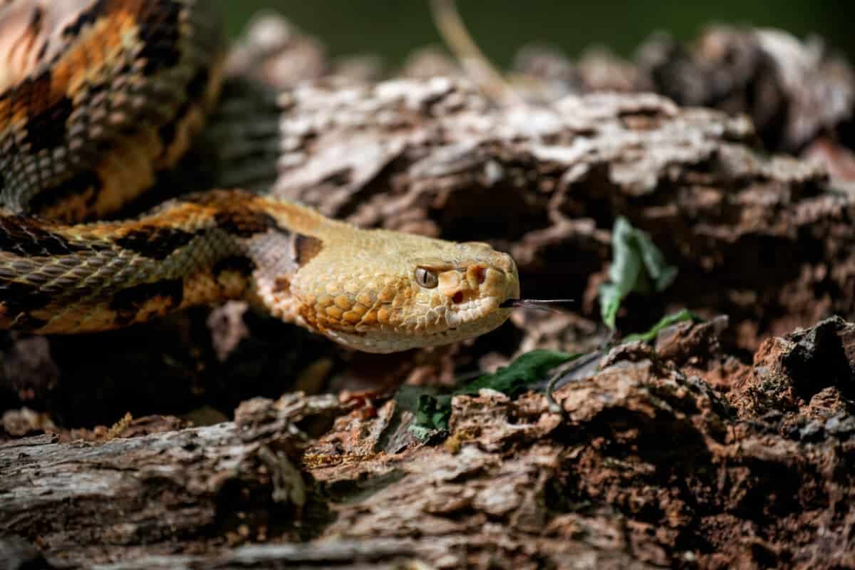 timber rattlesnake in illinois