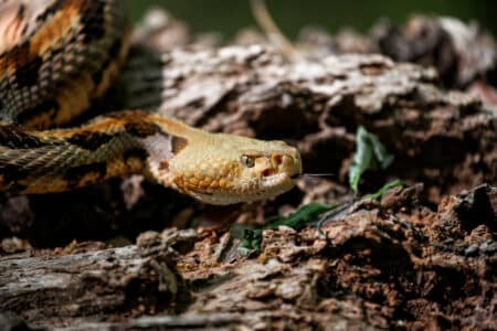 Discover Illinois’ Hidden Threat: The Timber Rattlesnake