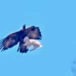 Bald Eagle Swoops Down and Snatches Small Dog