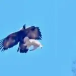 Bald Eagle Swoops Down and Snatches Small Dog