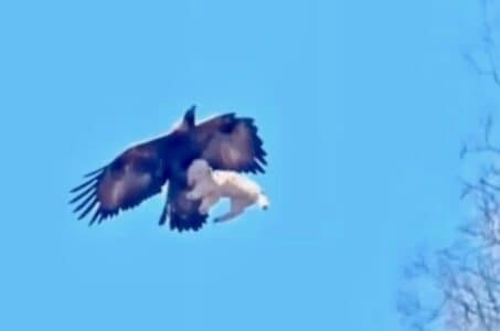 Watch: Bald Eagle Swoops Down and Snatches Small Goat