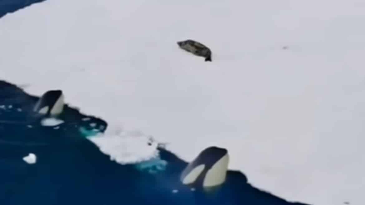 Watch How These Cunning Orcas Outsmart an Unsuspecting Seal in a Chilling Arctic Showdown