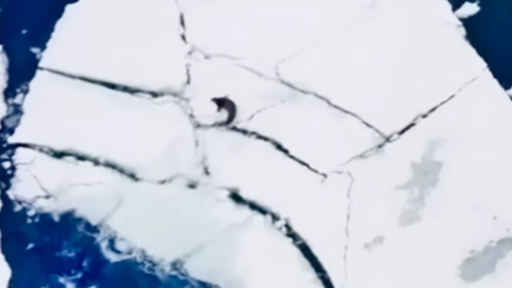 Watch How These Cunning Orcas Outsmart an Unsuspecting Seal in a Chilling Arctic Showdown