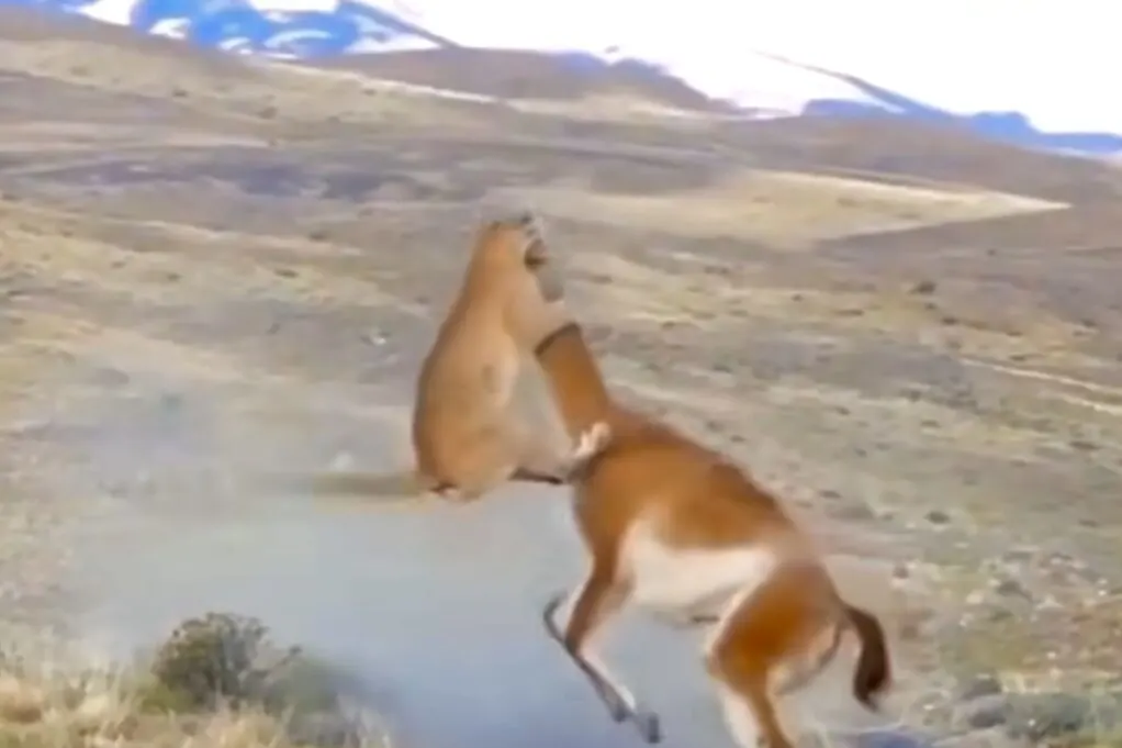 Must-Watch! Puma's Jaw-Dropping Face-off with a Guanaco