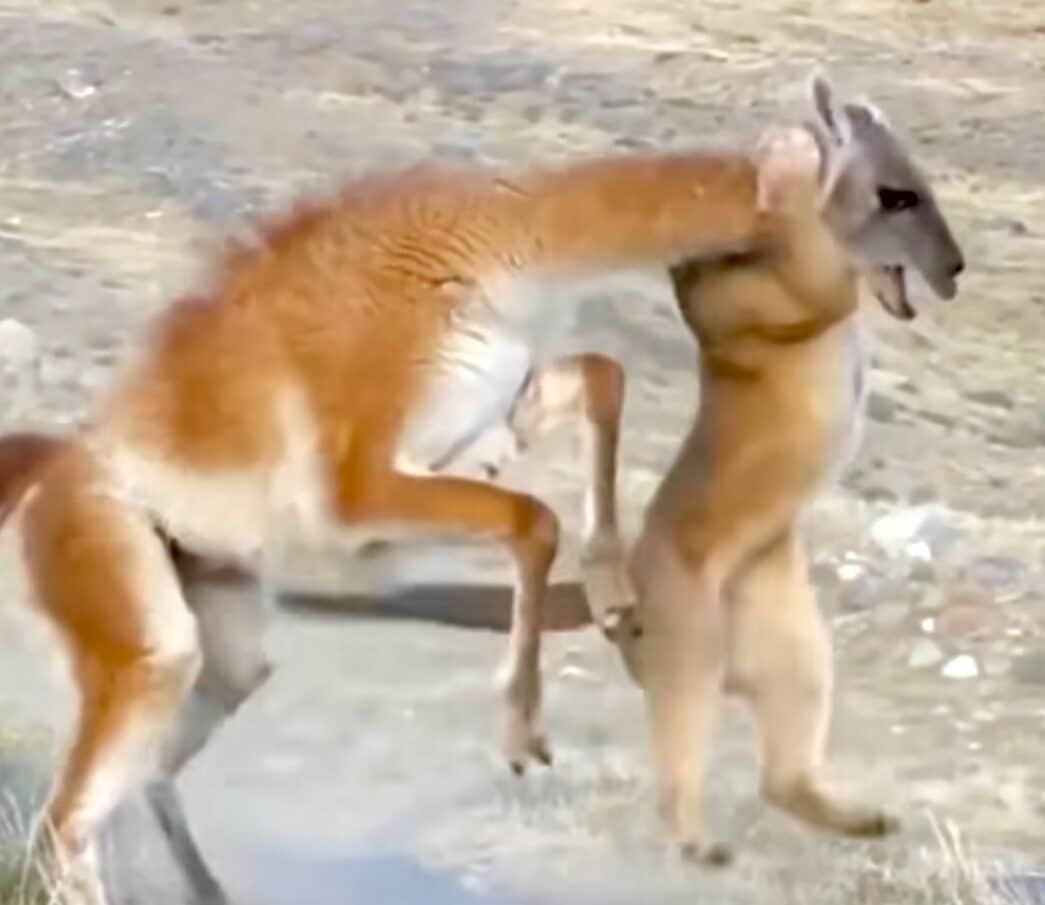 Must-Watch! Puma's Jaw-Dropping Face-off with a Guanaco