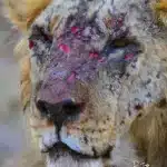 World's Oldest Lion, Loonkito, Brutally Speared to Death