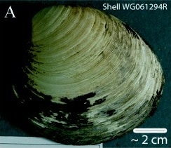 quahog clam Ming