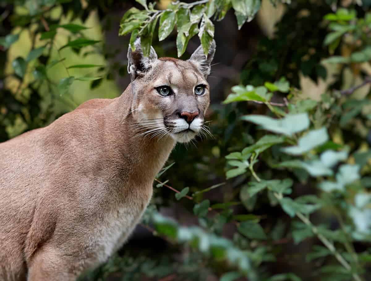 Mountain lion