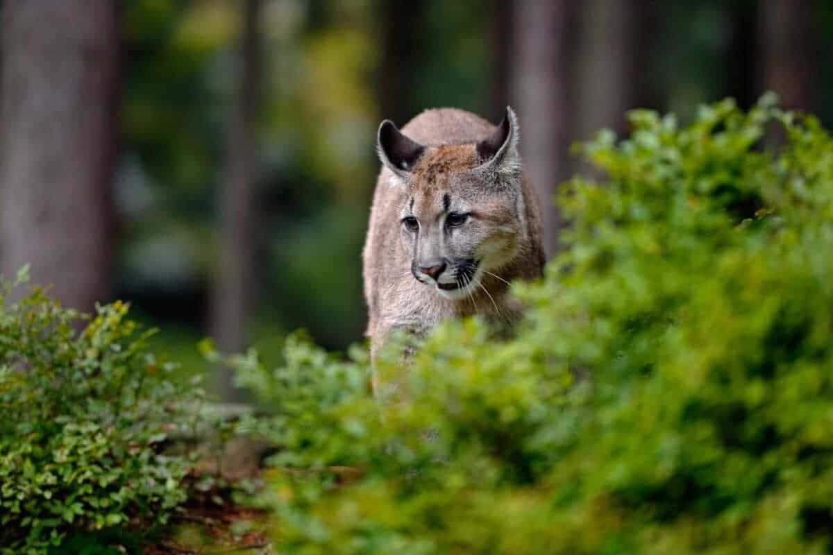 Mountain lion