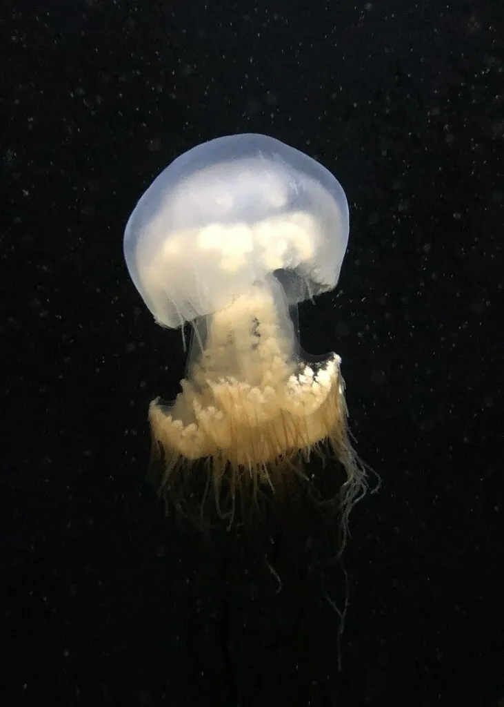 Nomura's Jellyfish