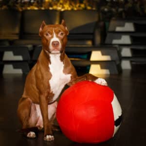 9 Facts on American Pit Bull Terriers