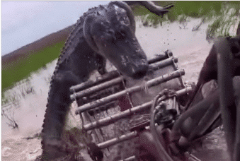 Farmer's Jaw-Dropping Encounter with Massive Alligator