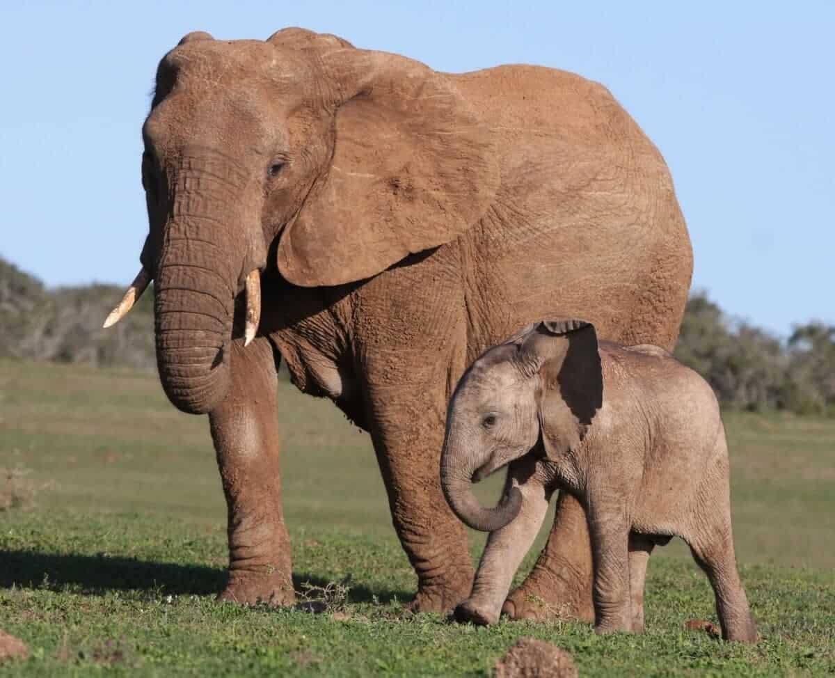 African Elephant Baby and Mother walking on green grass