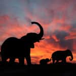 Battle Of The Giants: African Elephants vs. Javan Rhinoceroses