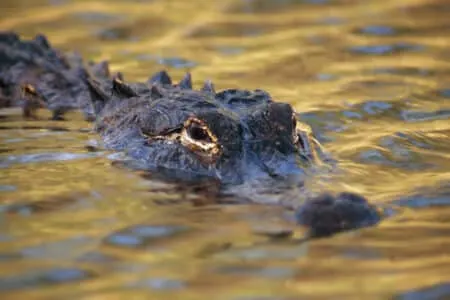 Meet Florida’s Alligator Population
