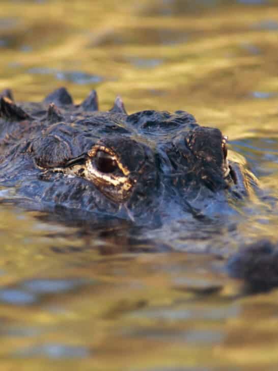 Meet Florida&rsquo;s Alligator Population