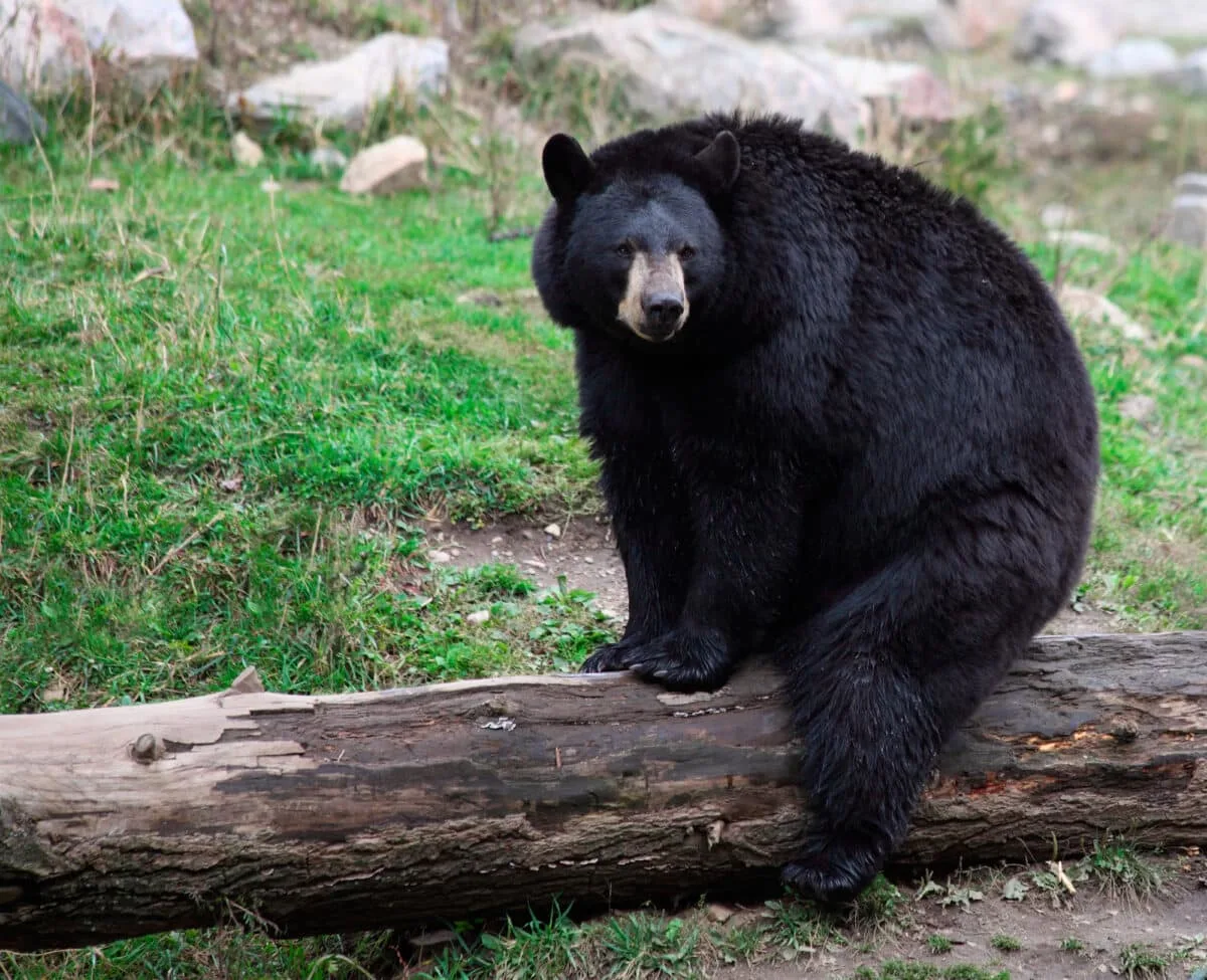 american black bear