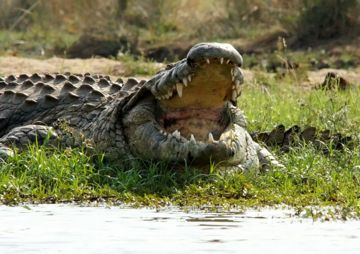 Farmer's Jaw-Dropping Encounter with Massive Alligato
