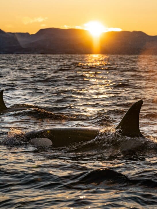 Watch: The Record-Breaking Size of the Largest Orca Whale (32 feet)