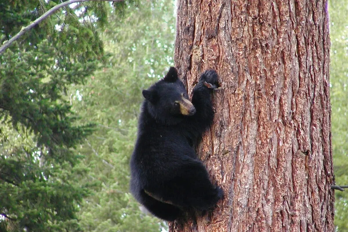black bear the most dangerous animals in new york