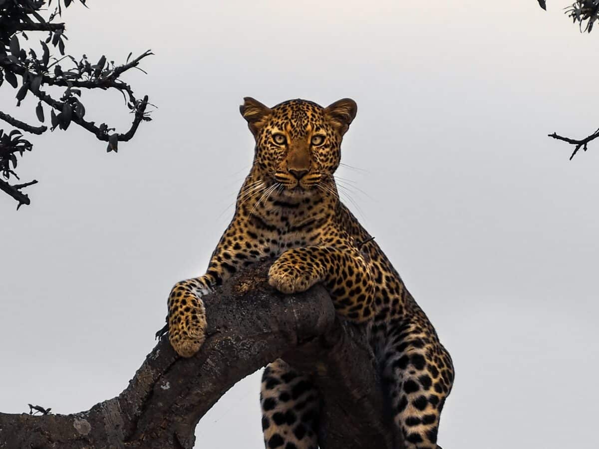 An Unexpected Leopard Stroll at a Luxury Safari Villa