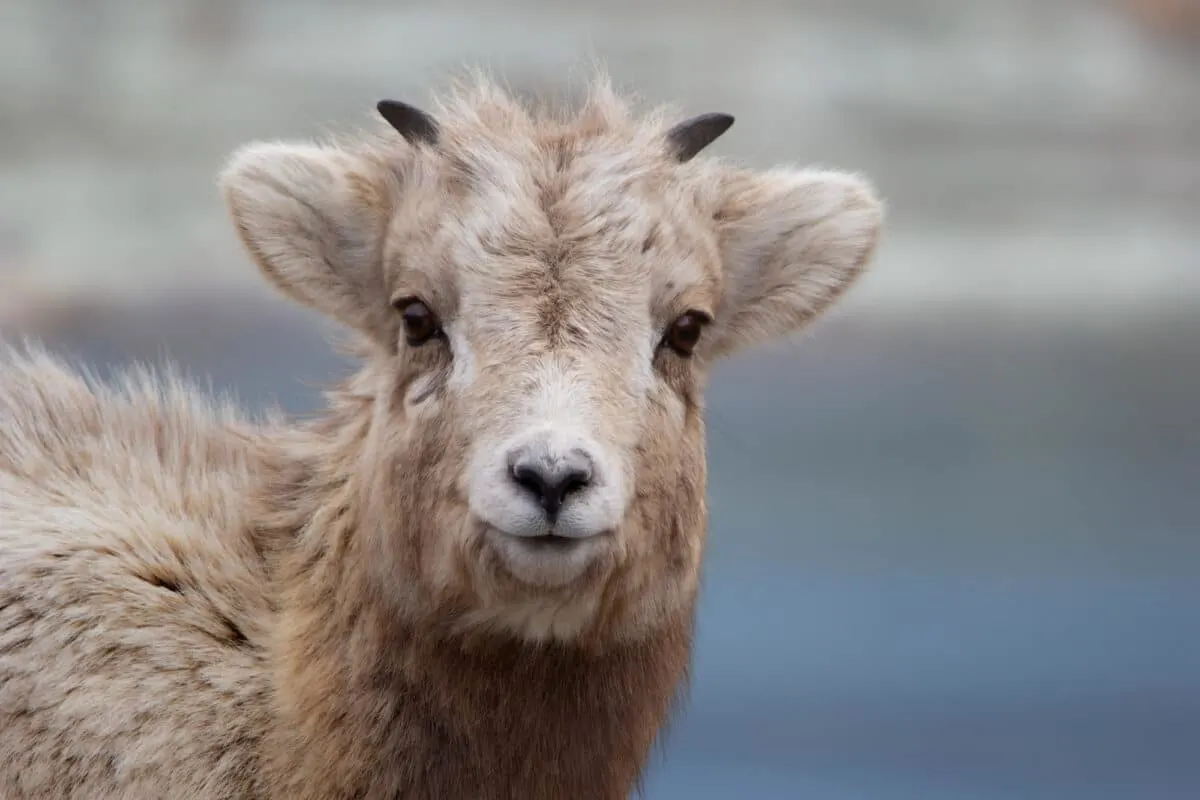 Portrait of cute fluffy little Bighorn ram with little horns