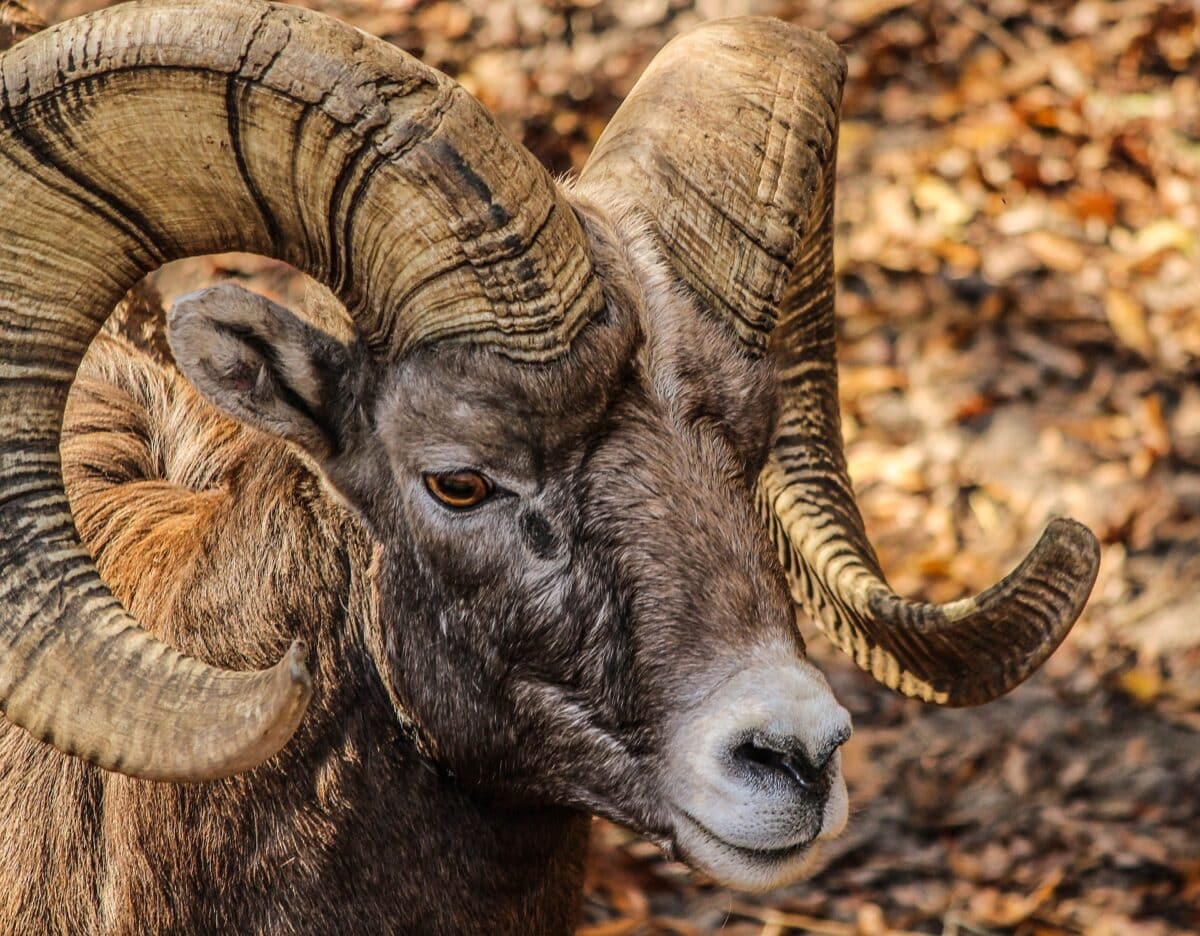 bighorn sheep