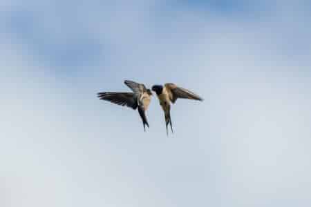 How the Swallow Can Evade the Swift Peregrine Falcon 