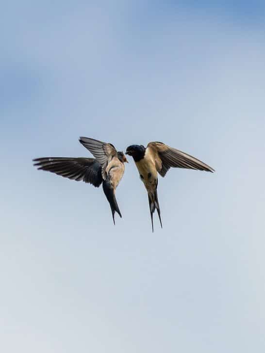 How the Swallow Can Evade the Swift Peregrine Falcon
