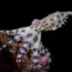 Exploring the Mysteries and Dangers of the Blue-Ringed Octopus