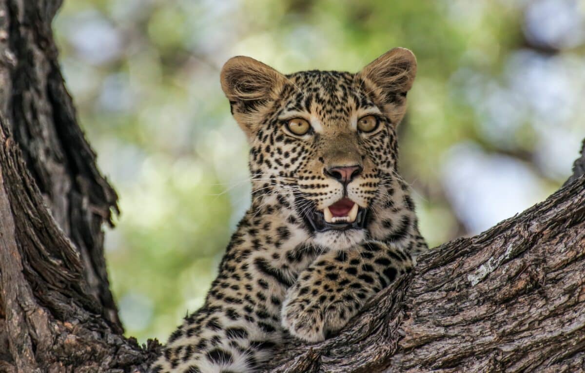 An Unexpected Leopard Stroll at a Luxury Safari Villa