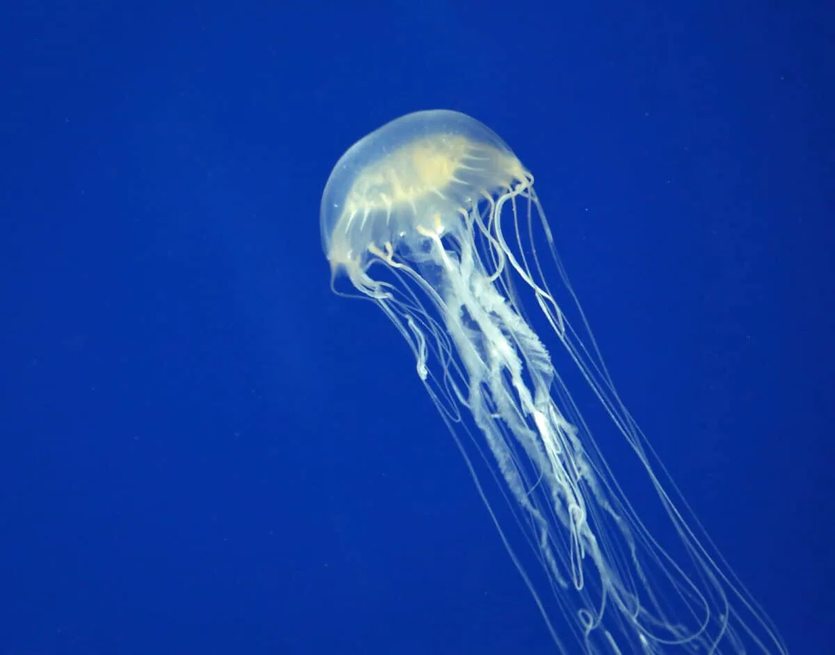 box jellyfish