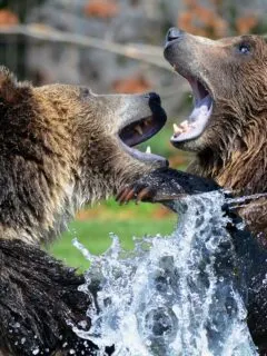 Brown Bear vs gorilla