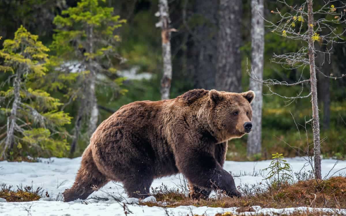 Wild Brown Bear in the spring forest. European Brown Bear ( Ursus Arctos )
