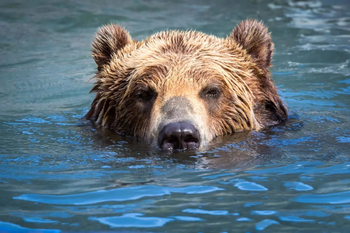 Brown Bear swimming in a river