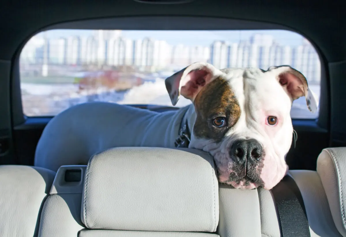 American bulldog travelling by car