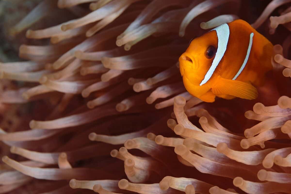 clownfish animal symbiotic relationship