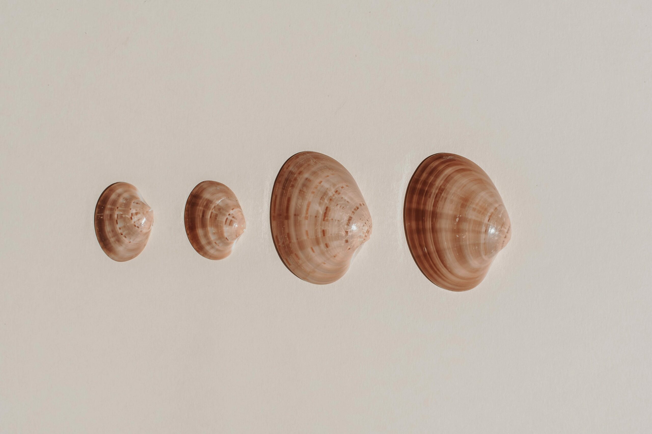 quahog clams