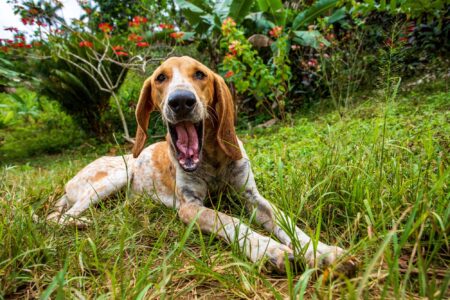 The American Coonhound