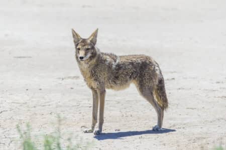 Meet Illinois’s Coyote Population| Everything You Need To Know